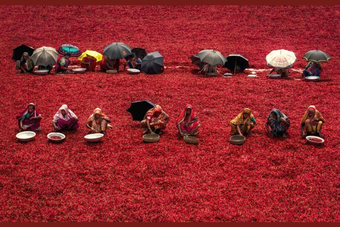 بنگلادش _ مزرعه‌ فلفل قرمز