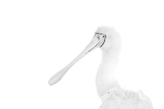 تصاویر برتر _ اعلام برندگان مسابقه عکاسی از پرندگان سال ۲۰۲۰