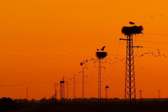 تصاویر برتر _ اعلام برندگان مسابقه عکاسی از پرندگان سال ۲۰۲۰
