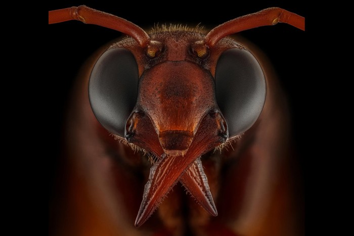 برندگان جوایز عکاسی _ منتخبی از تصاویرجوایز عکاسی از حشرات Luminar 2020