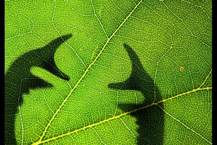 منتخبی از تصاویرجوایز عکاسی از حشرات Luminar 2020