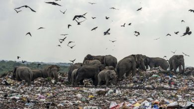 فیلهای وحشی زباله خوار در سریلانکا