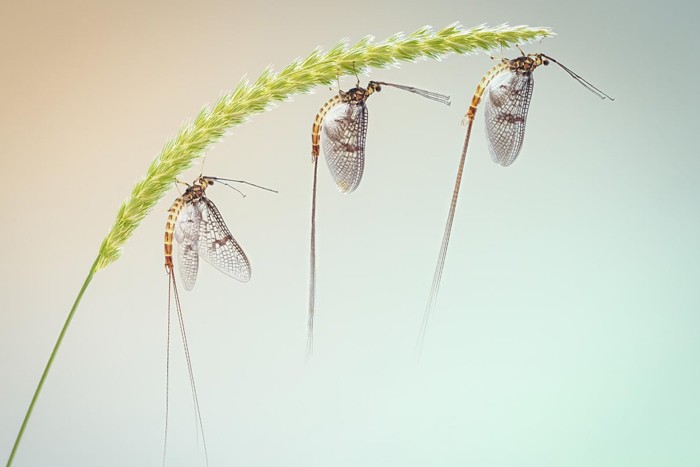 برندگان جوایز عکاسی _ منتخبی از تصاویرجوایز عکاسی از حشرات Luminar 2020