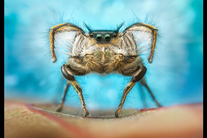 منتخبی از تصاویرجوایز عکاسی از حشرات Luminar 2020