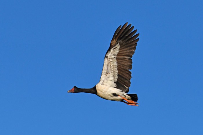 بازگشت پرندگان مهاجر به دریاچه کوال استرالیا