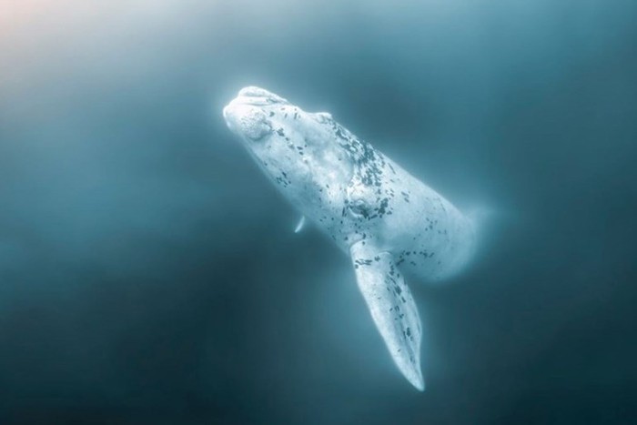اقیانوس کانادا _ اعلام برندگان مسابقه جوایز عکاسی اقیانوس 2020 