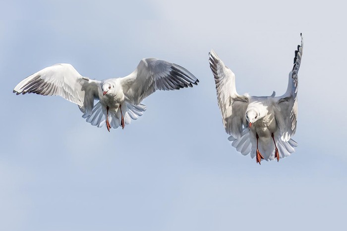 عکاسی سرعت سریع _ چگونه می توان عکس های عالی از پرندگان گرفت؟
