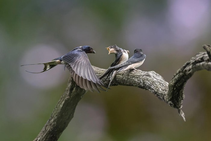 عکاسی سرعت سریع _ چگونه می توان عکس های عالی از پرندگان گرفت؟
