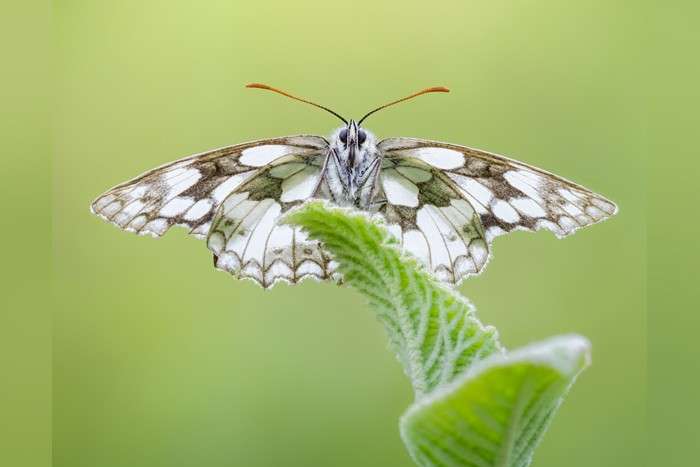 حشرات _ نکات کلیدی برای عکاسی بهتر از پروانه ها