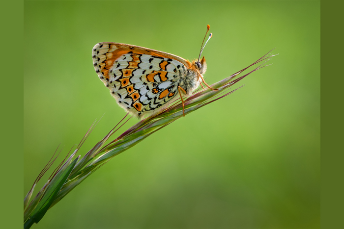حشرات _ نکات کلیدی برای عکاسی بهتر از پروانه ها