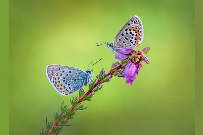 نکات کلیدی برای عکاسی بهتر از پروانه ها