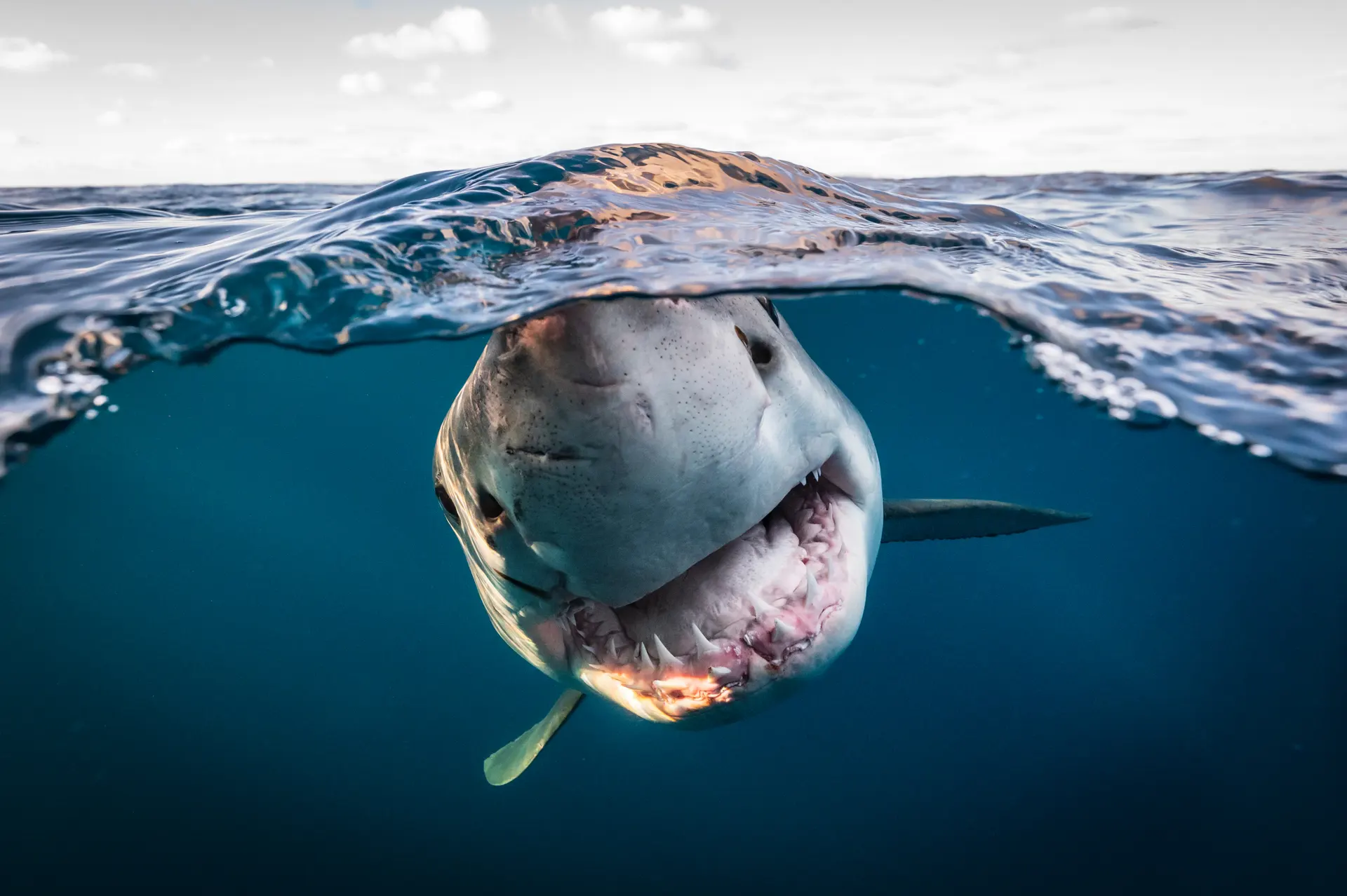 اعلام برندگان مسابقه عکاسی اقیانوس در سال ۲۰۲۲ 