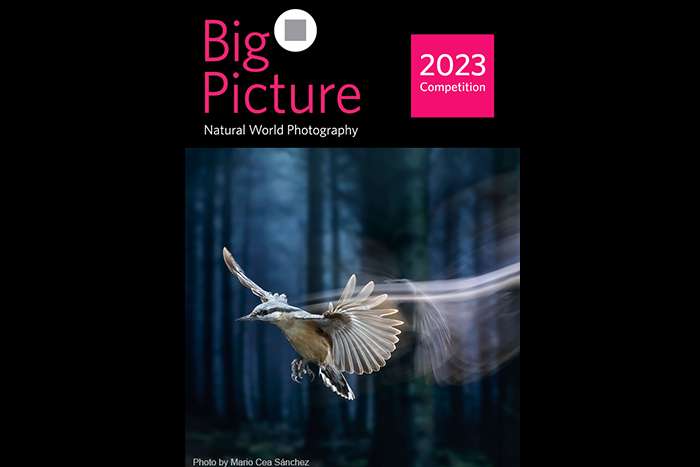 فراخوان مسابقه عکاسی دنیای طبیعی BigPicture 2023