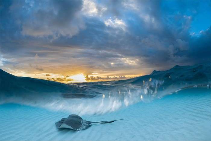 اعلام برندگان مسابقه عکاسی زیر آب سال 2022