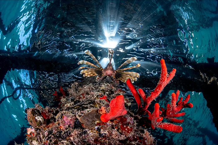 اعلام برندگان مسابقه عکاسی زیر آب سال 2022