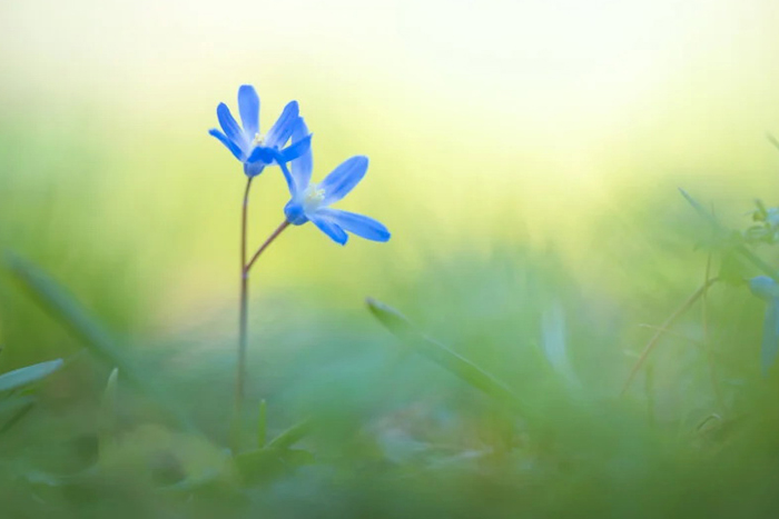ده نکته در مورد نحوه عکاسی از گل های بهاری