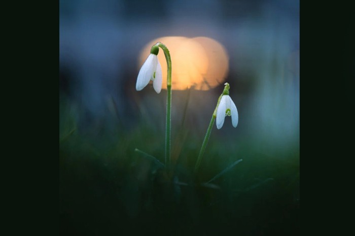 10نکته در مورد نحوه عکاسی از گل های بهاری