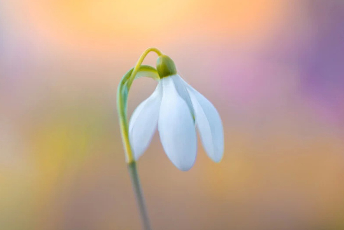 10نکته در مورد نحوه عکاسی از گل های بهاری