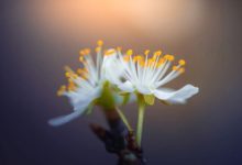۱۰نکته در مورد نحوه عکاسی از گل های بهاری