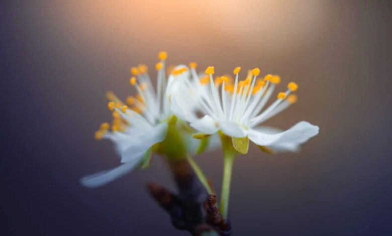 ۱۰نکته در مورد نحوه عکاسی از گل های بهاری