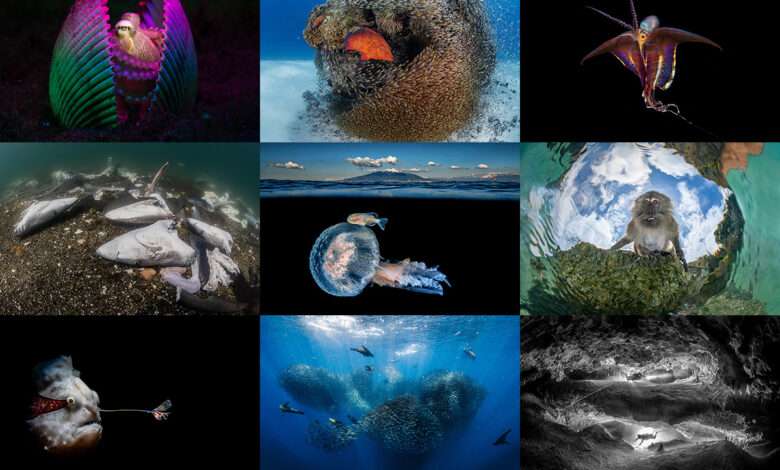 اعلام برندگان مسابقه بین المللی عکاسی زیر آب 2023