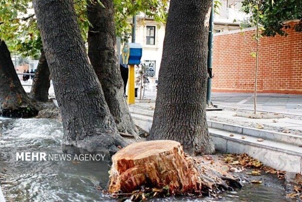 توضیحات مسئول فضای سبز شهرداری لواسان در خصوص قطع درختان