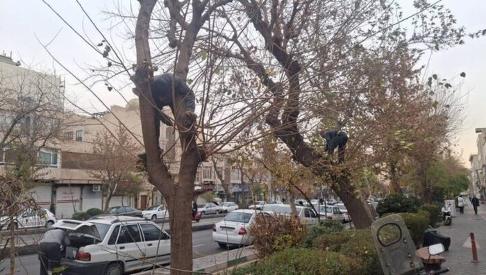 نگهداشت زمستانه فضای سبز معابر منطقه ۸