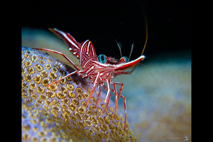 اعلام برندگان مسابقه عکاسی Underwater Tour 2020