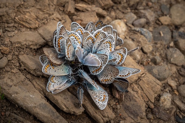 طبیعت _ فینالیست _ منتخبی ازتصاویر بین المللی برندگان رقابت عکاسی REDISCOVER Nature