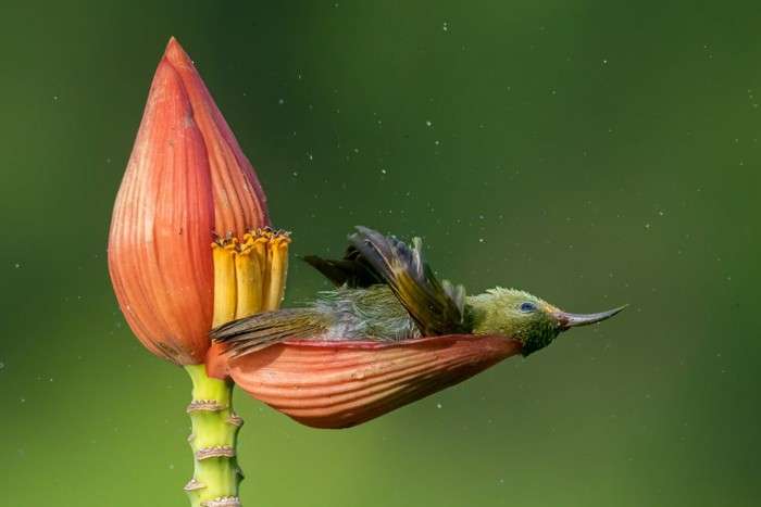 تصویر عکاسی طبیعت _ اعلام برندگان مسابقه عکاسی طبیعت Nature TTL 2021