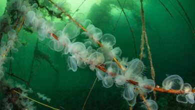 اعلام برندگان مسابقه عکاسی زیر آب Ocean Art 2024