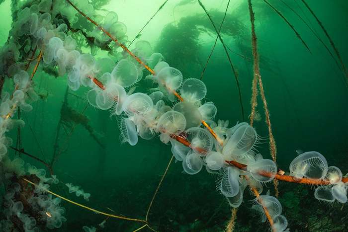 اعلام برندگان مسابقه عکاسی زیر آب Ocean Art 2024